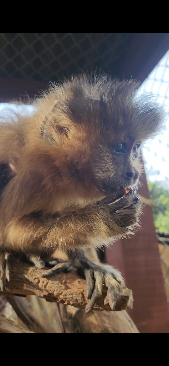 Instituto Libio de Proteção a Natureza